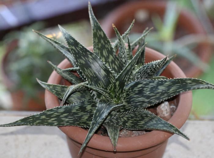 Plant photo of: Aloe hemmingii