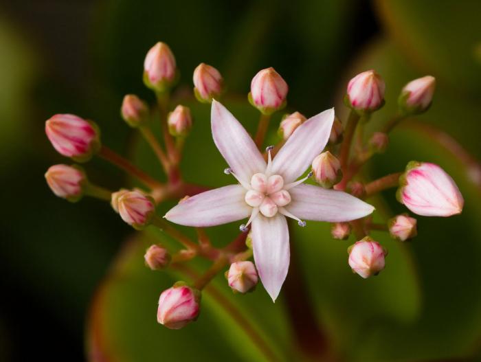 Plant photo of: Crassula ovata 'Variegata'