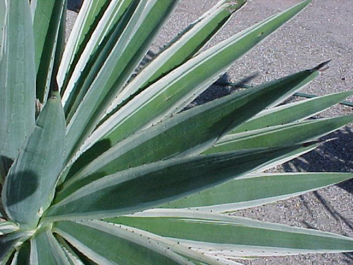 Plant photo of: Agave angustifolia v. marginata