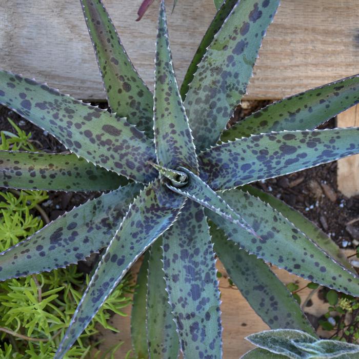 Plant photo of: Mangave 'Freckles and Speckles'