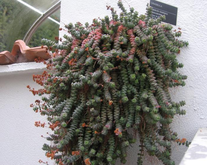 Plant photo of: Crassula perforata