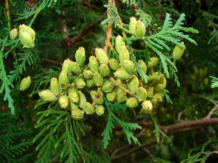 Plant photo of: Thuja occidentalis