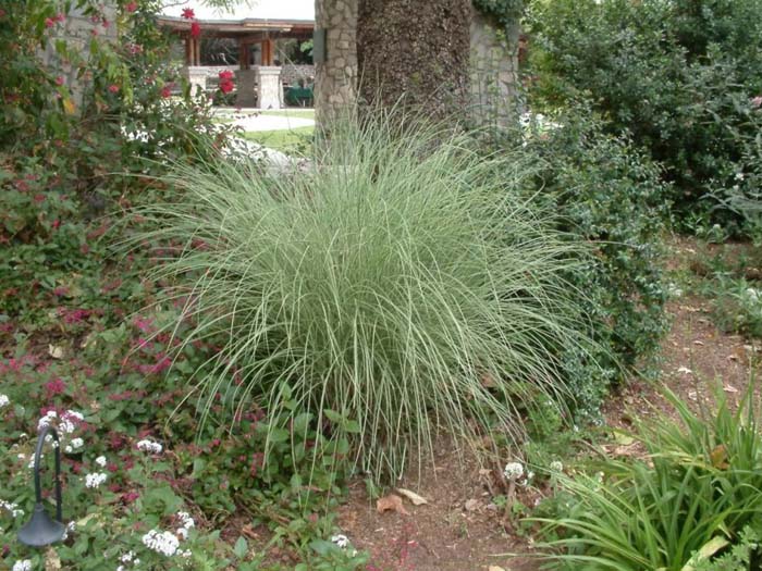 Plant photo of: Miscanthus sinensis 'Morning Light'