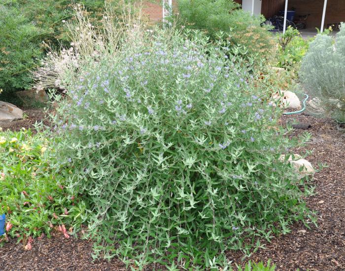 Plant photo of: Caryopteris X clandonensis