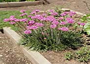 Sea Pink, Common Thrift