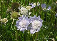 Pincushion Flower