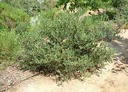 Rancho Santa Ana Shrub Border