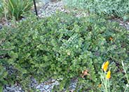 Point Reyes Bearberry