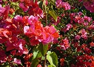 Rosenka Bougainvillea