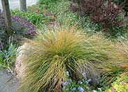 Pheasant's-Tail Grass