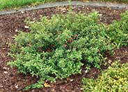 Carmine Bells Australian Fuchsia