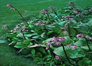 Heartleaf Bergenia