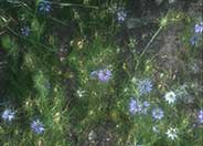 Love-In-A-Mist