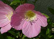 Mexican Primrose