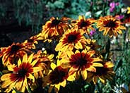 Gloriosa Daisy, perennial