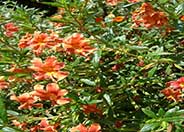 Red Monkey Flower