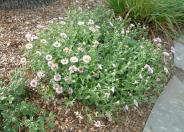 Seaside Daisy, Beach Fleabane