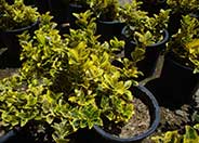 Gold Spot Euonymus