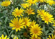 Clumping Gazania, Treasure Flower