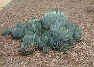 Huachuca Agave