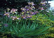 Bearded Iris