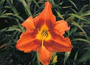 Gingerbread Man Hybrid Daylily