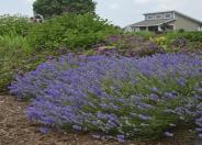 Blue Cushion English Lavender