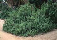 Elephant's Food, Elephant Bush