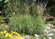 Eulalia Grass, Japanese Silver Gras