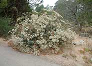 St. Catherine's Lace