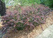 Crimson Pygmy Japanese Barberry