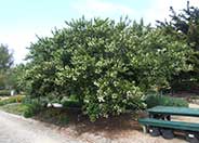 White Blossom Ceanothus, Wild Lilac