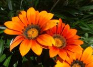 Kreb's African Daisy