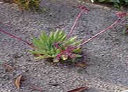 Dudleya