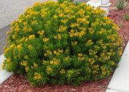 Succulent Bush Senecio, Barberton S