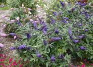 Pugster Blue Butterfly Bush