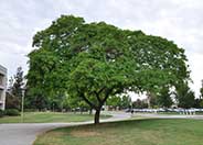 Silk Tree, Mimosa Tree