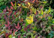 Blush Pinkâ„¢ Nandina