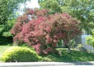 New Zealand Tea Tree, Manuka