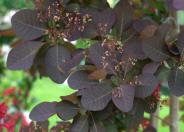 Grace Smoke Bush