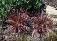 Fireworks Dwarf Fountain Grass