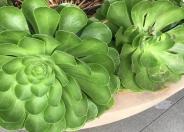 Green Aeonium