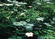 Japanese anemone