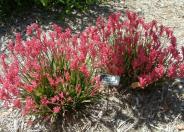 Bush Pearl Kangaroo Paws