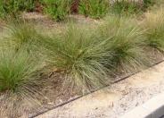 Mueller's Fescue