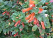 Candy Corn Plant