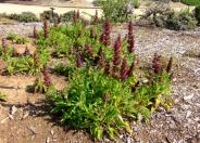 Hummingbird Sage, Pitcher Sage