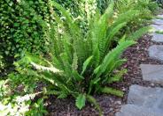 Southern Sword Fern