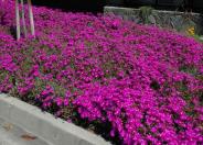 Hardy Ice Plant