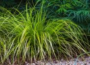 Everillo Carex